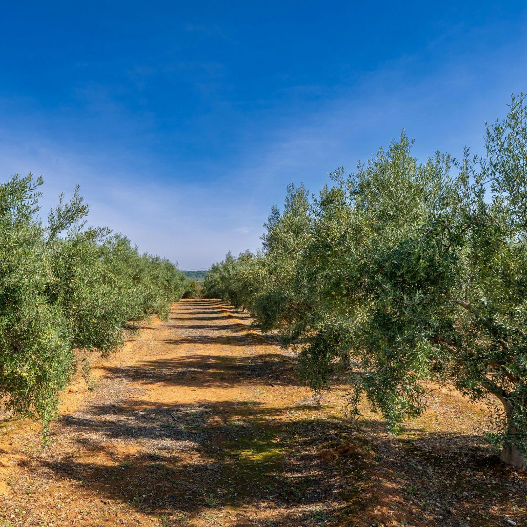 sito agridis (quadrato) (1)